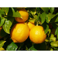 Citrons, ēteriskā eļļa