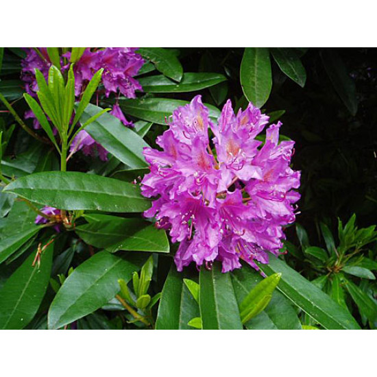 Rododendrs BIO, ēteriskā eļļa