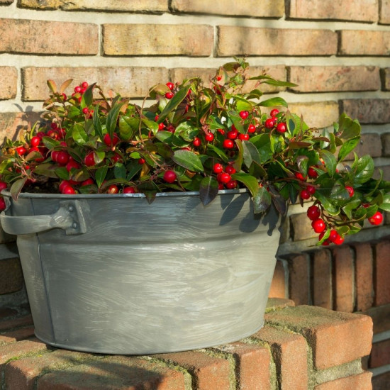 Ziemciete, ēteriskā eļļa