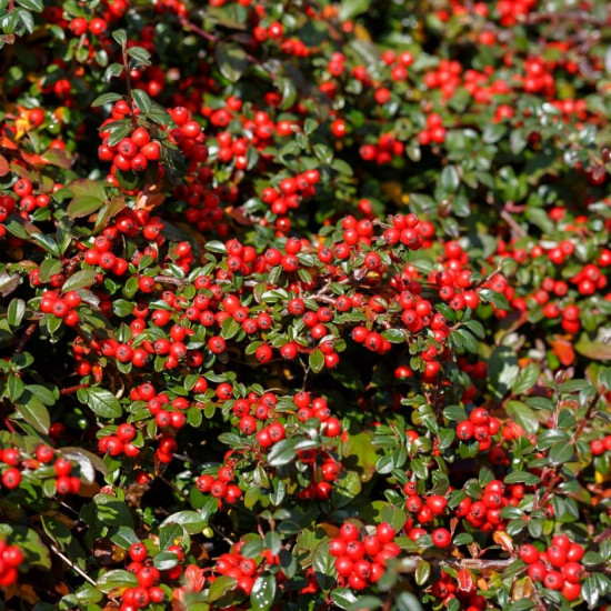 Ziemciete, ēteriskā eļļa